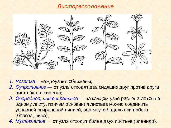 Листорасположение 1. Розетка – междоузлия сближены; 2. Супротивное — от узла отходят два сидящих