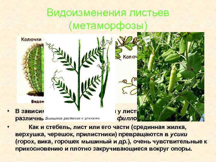 Видоизменения листьев (метаморфозы) • В зависимости от условий среды у листьев возникли различные метаморфозы: