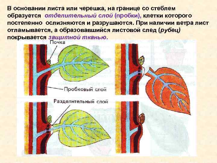 В основании листа или черешка, на границе со стеблем образуется отделительный слой (пробки), клетки
