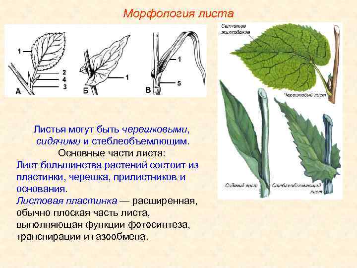 Морфология листа Листья могут быть черешковыми, сидячими и стеблеобъемлющим. Основные части листа: Лист большинства