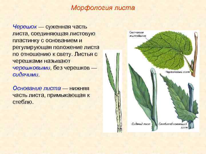 Морфология листа Черешок — суженная часть листа, соединяющая листовую пластинку с основанием и регулирующая