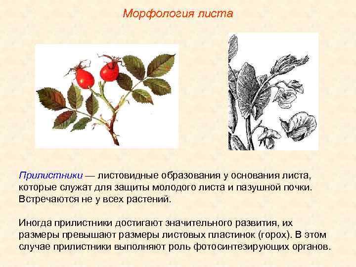 Морфология листа Прилистники — листовидные образования у основания листа, которые служат для защиты молодого
