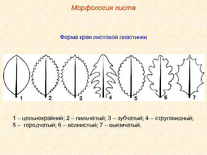 Морфология листа Форма края листовой пластинки 1 – цельнокрайний; 2 – пильчатый; 3 –