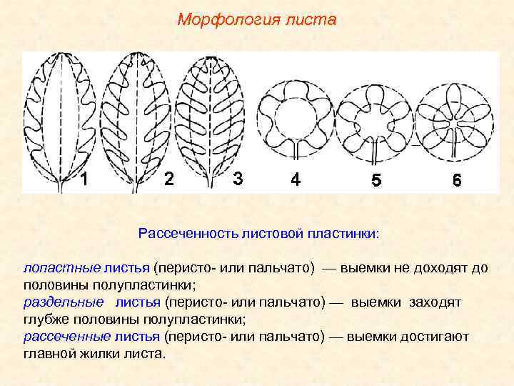 Морфология листа Рассеченность листовой пластинки: лопастные листья (перисто- или пальчато) — выемки не доходят