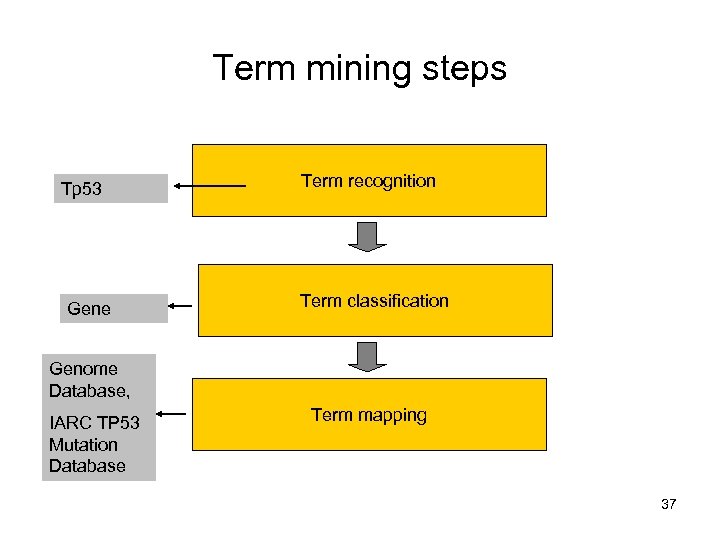 Term mining steps Tp 53 Gene Term recognition Term classification Genome Database, IARC TP