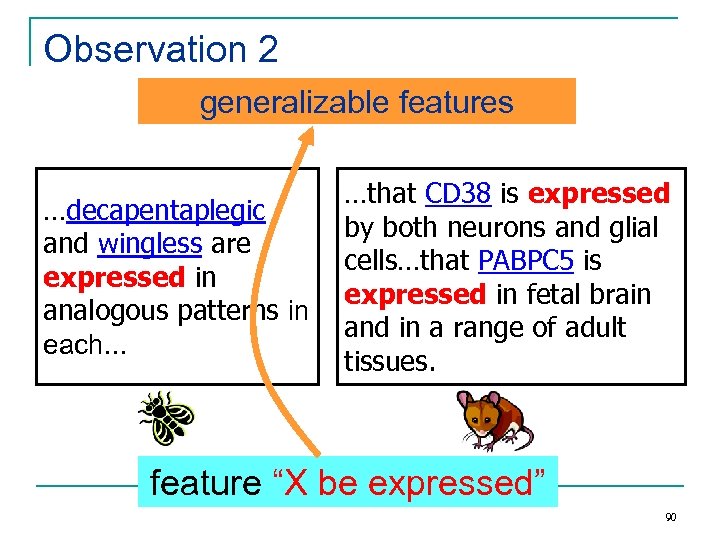 Observation 2 generalizable features …decapentaplegic and wingless are expressed in analogous patterns in each…