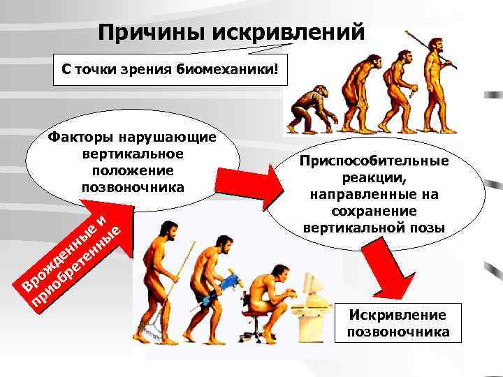 Причины искривлений С точки зрения биомеханики! Факторы нарушающие вертикальное положение позвоночника и ы ые