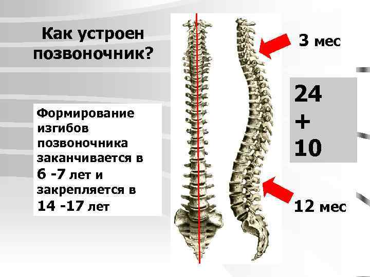 Как устроен позвоночник? Формирование изгибов позвоночника заканчивается в 6 -7 лет и закрепляется в