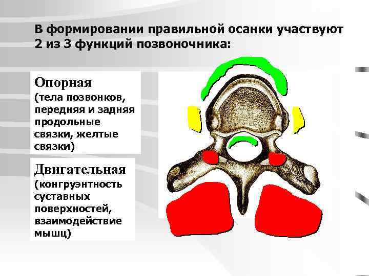 В формировании правильной осанки участвуют 2 из 3 функций позвоночника: Опорная (тела позвонков, передняя