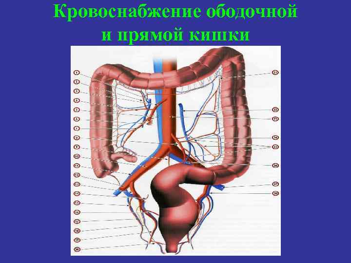 Кровоснабжение ободочной и прямой кишки 