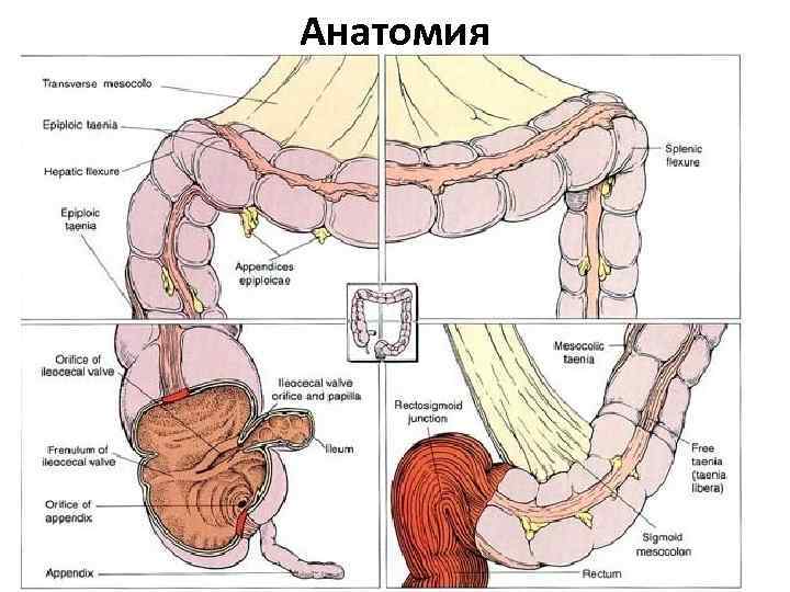 Анатомия 