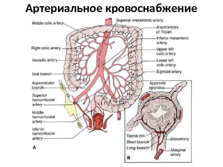 Артериальное кровоснабжение 