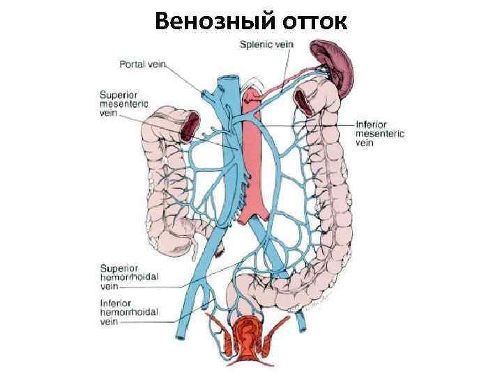 Венозный отток 