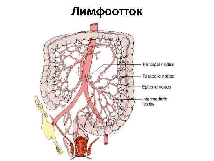 Лимфоотток 