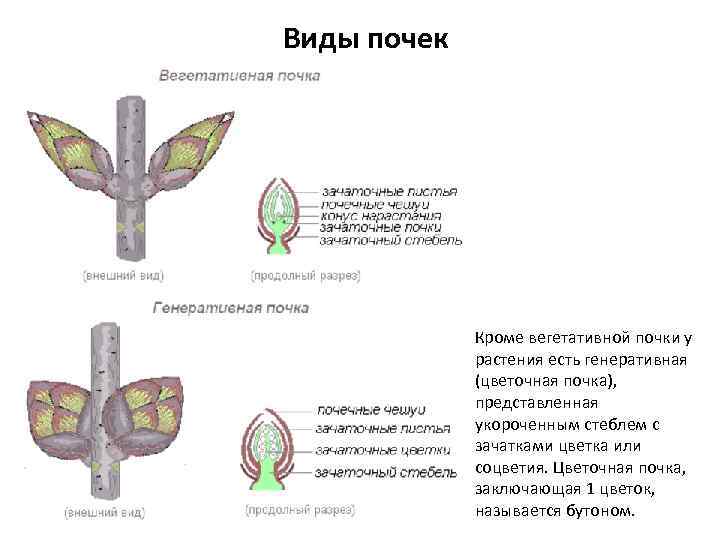 Виды почек Кроме вегетативной почки у растения есть генеративная (цветочная почка), представленная укороченным стеблем