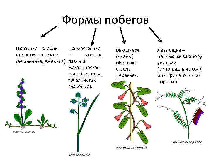 Формы побегов Ползучие – стебли Прямостоячие стелются по земле – хороша (земляника, ежевика). развита