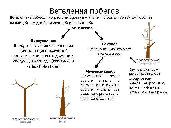 Ветвления побегов Ветвление необходимо растению для увеличения площади соприкосновения со средой – водной, воздушной