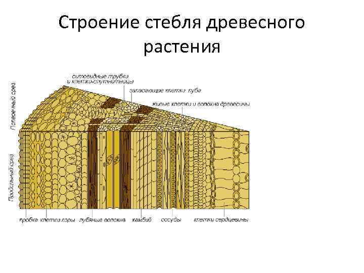 Строение стебля древесного растения 