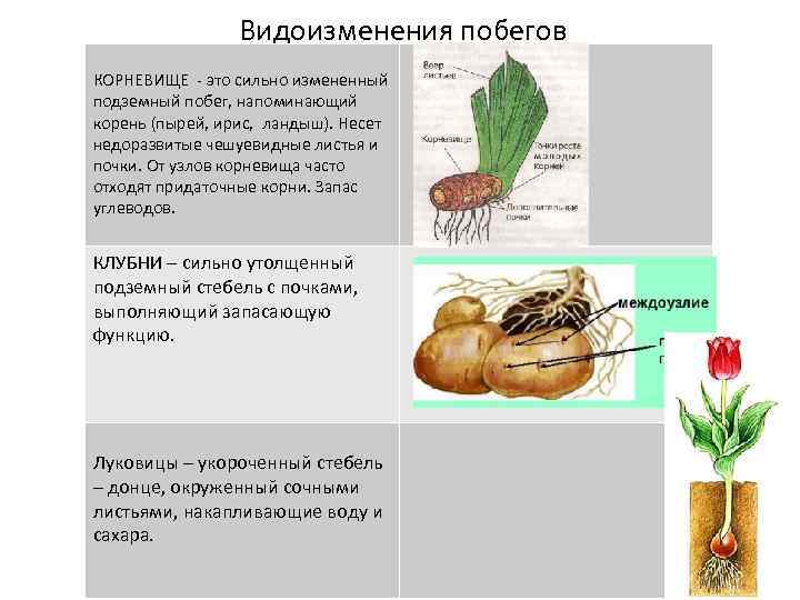 Видоизменения побегов КОРНЕВИЩЕ - это сильно измененный подземный побег, напоминающий корень (пырей, ирис, ландыш).