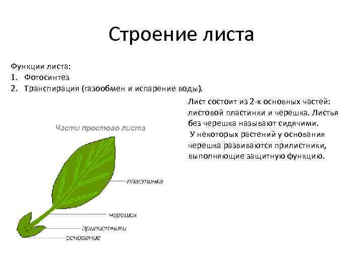 Строение листа Функции листа: 1. Фотосинтез 2. Транспирация (газообмен и испарение воды). Лист состоит