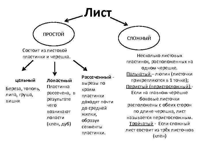 Лист ПРОСТОЙ СЛОЖНЫЙ Состоит из листовой пластинки и черешка. цельный Береза, тополь, липа, груша,