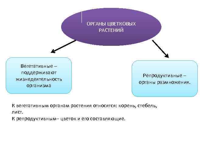 ОРГАНЫ ЦВЕТКОВЫХ РАСТЕНИЙ Вегетативные – поддерживают жизнедеятельность организма Репродуктивные – органы размножения. К вегетативным