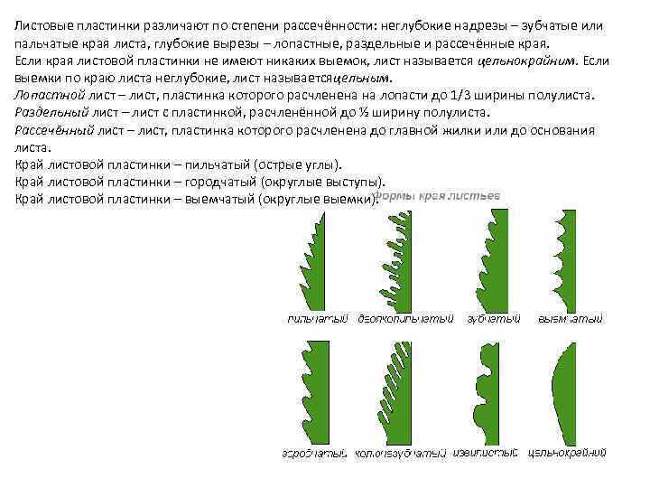 Листовые пластинки различают по степени рассечённости: неглубокие надрезы – зубчатые или пальчатые края листа,