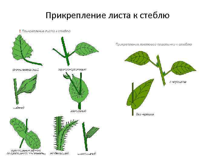 Прикрепление листа к стеблю 