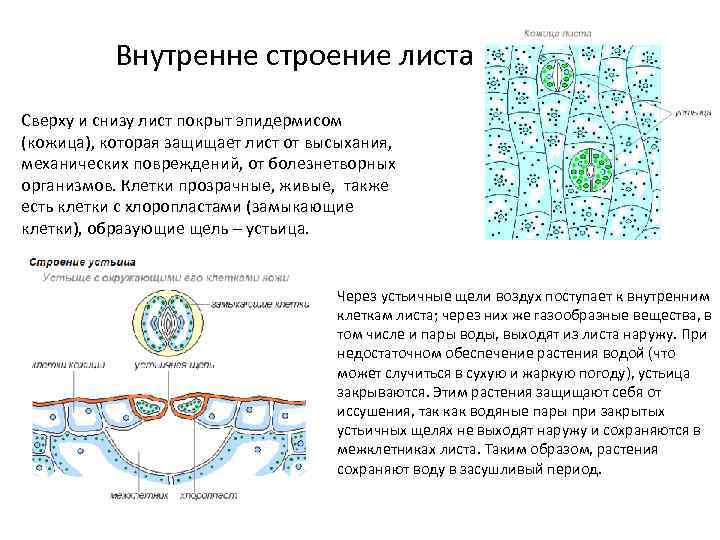 Внутренне строение листа Сверху и снизу лист покрыт эпидермисом (кожица), которая защищает лист от