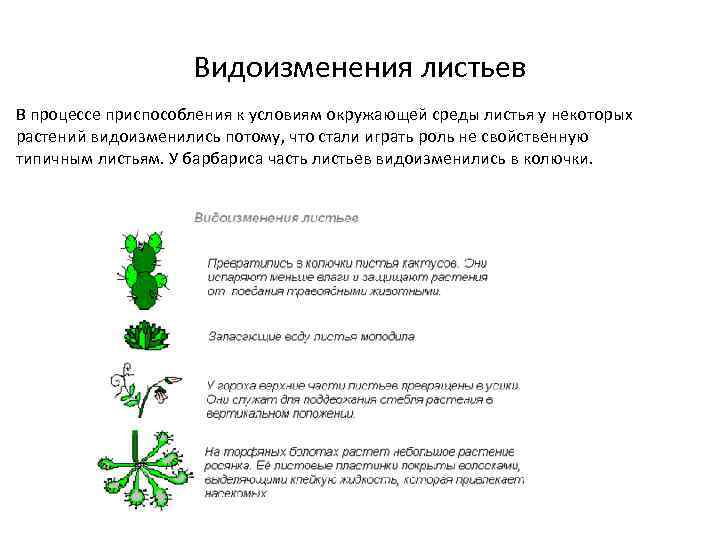 Видоизменения листьев В процессе приспособления к условиям окружающей среды листья у некоторых растений видоизменились