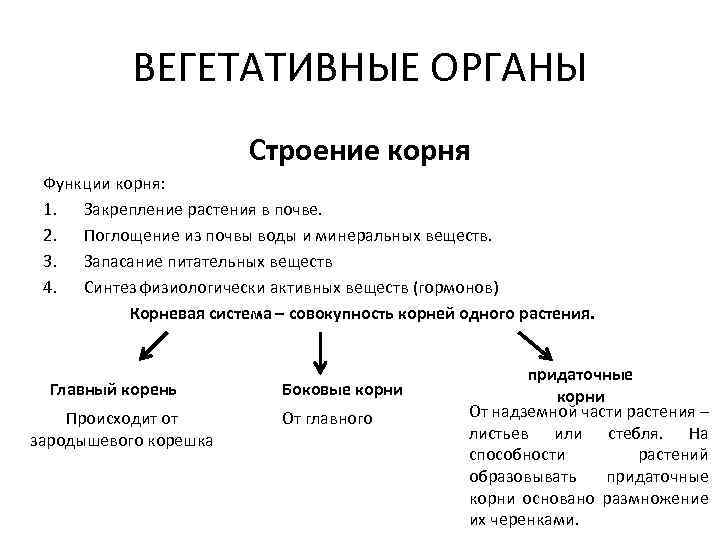 Вегетативные органы