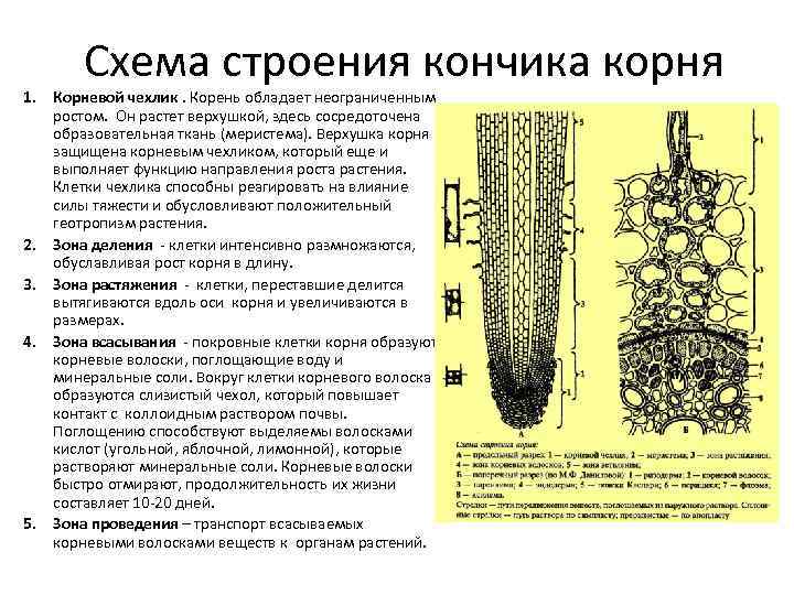 Схема строения кончика корня 1. Корневой чехлик. Корень обладает неограниченным ростом. Он растет верхушкой,