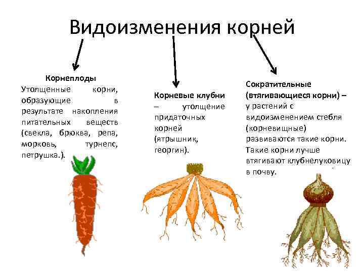 Видоизменения корней Корнеплоды Утолщенные корни, образующие в результате накопления питательных веществ (свекла, брюква, репа,