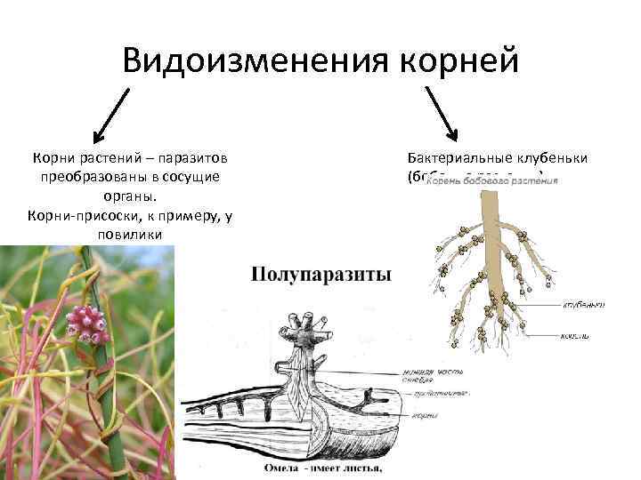 Видоизменения корней Корни растений – паразитов преобразованы в сосущие органы. Корни-присоски, к примеру, у