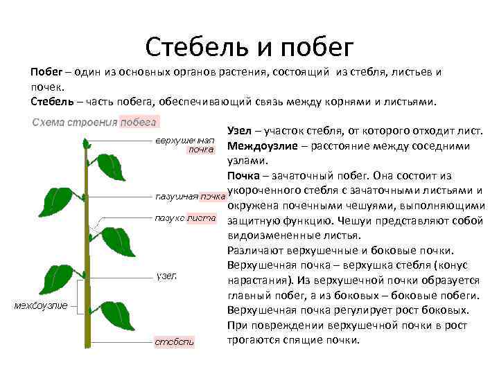 Стебель и побег Побег – один из основных органов растения, состоящий из стебля, листьев