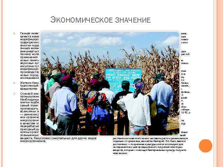 ЭКОНОМИЧЕСКОЕ ЗНАЧЕНИЕ Генная инженерия служит для получения желаемых качеств изменяемого или генетически модифицированного организма.