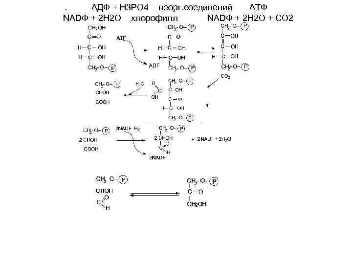 . АДФ + Н 3 РО 4 неорг. соединений АТФ NADФ + 2 Н