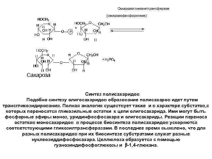 Синтез крахмала. Схема синтеза полисахаридов. Биосинтез олигосахаридов. Синтез олиго и полисахаридов. Биосинтез олиго- и полисахаридов.