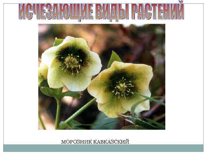 МОРОЗНИК КАВКАЗСКИЙ 