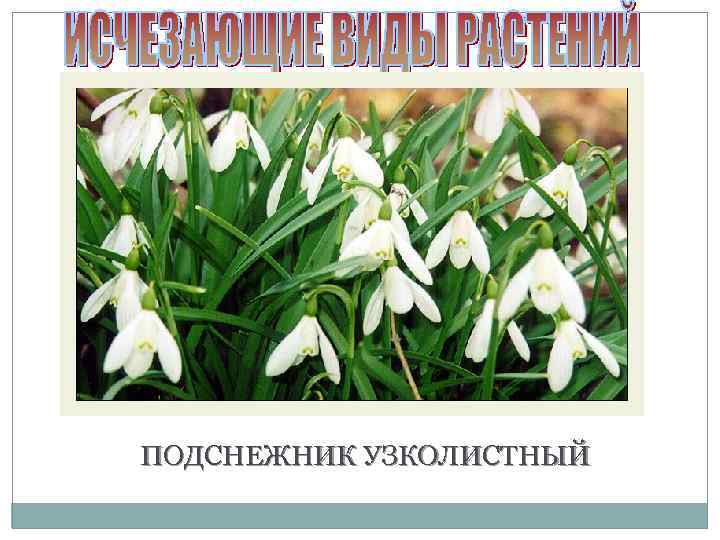 ПОДСНЕЖНИК УЗКОЛИСТНЫЙ 