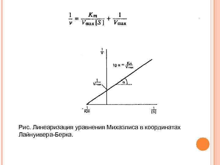 Рис. Линеаризация уравнения Михаэлиса в координатах Лайнуивера-Берка. 