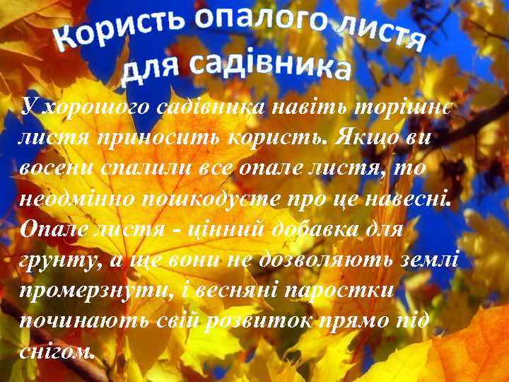 У хорошого садівника навіть торішнє листя приносить користь. Якщо ви восени спалили все опале