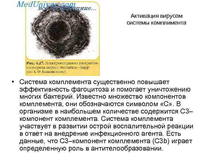Активация вирусом системы комплимента • Система комплемента существенно повышает эффективность фагоцитоза и помогает уничтожению