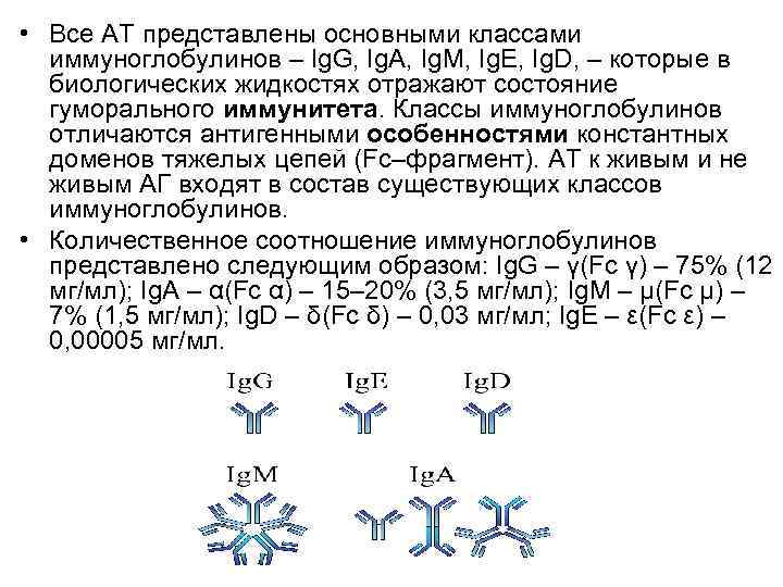  • Все АТ представлены основными классами иммуноглобулинов – Ig. G, Ig. А, Ig.
