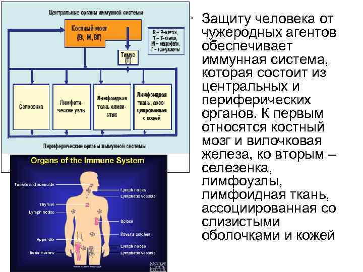 Иммунная система презентация анатомия