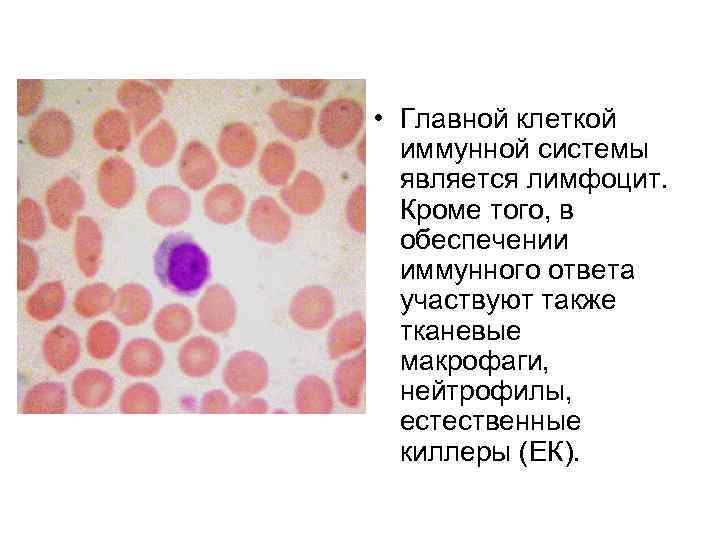  • Главной клеткой иммунной системы является лимфоцит. Кроме того, в обеспечении иммунного ответа