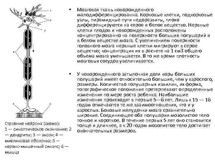  • Мозговая ткань новорожденного малодифференцированна. Корковые клетки, подкорковые узлы, пирамидные пути недоразвиты, плохо