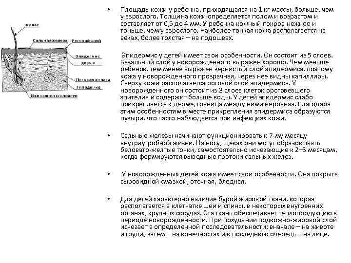  • Площадь кожи у ребенка, приходящаяся на 1 кг массы, больше, чем у