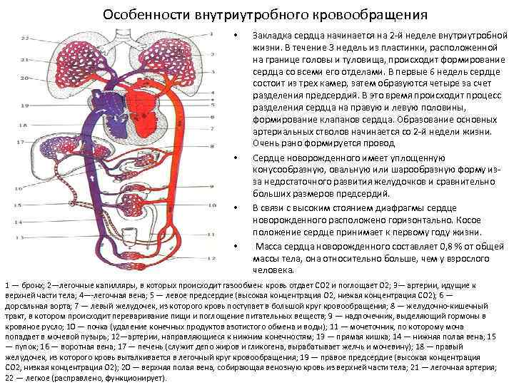 Особенности внутриутробного кровообращения • • Закладка сердца начинается на 2 -й неделе внутриутробной жизни.