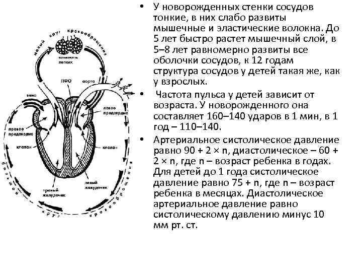  • У новорожденных стенки сосудов тонкие, в них слабо развиты мышечные и эластические